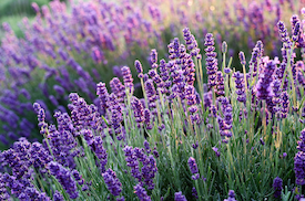 Campo de lavandas relacionado a epilepsia, com plantas na cor roxa e verde.